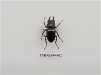 藏品(刀鍬形蟲)的圖片